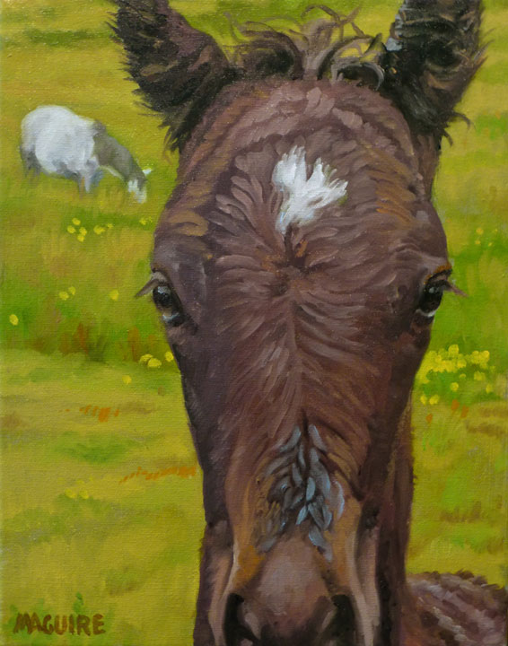 Connemara Foal