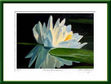 Echo Lake, Water Lily