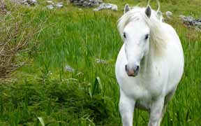 white comnnemara horse