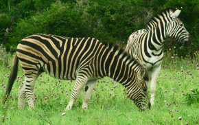 Zebras South Africa