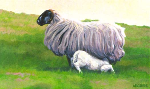Irish sheep - Suppertime in Kerry